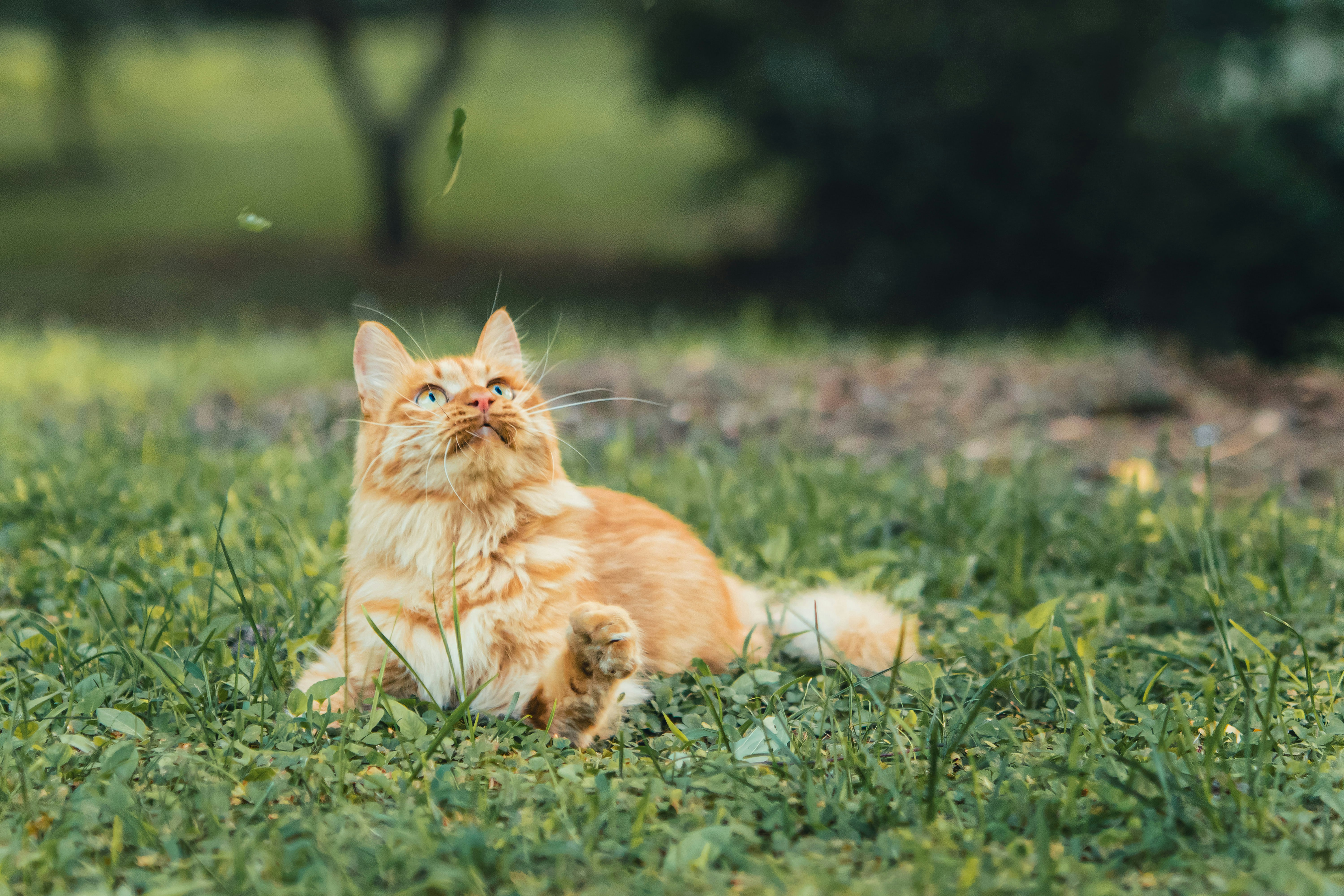 orange tabby cat lying on green grass during daytime